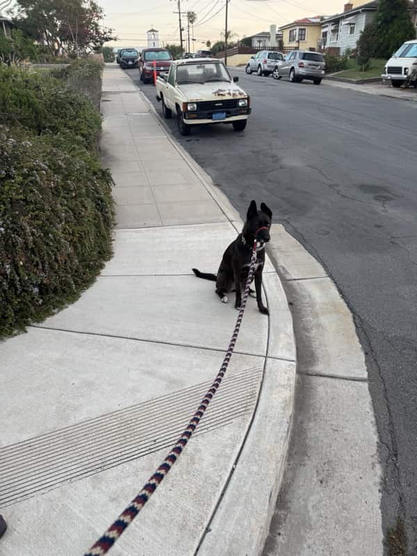 A picture of a black dog named Bowie sitting, taken on August 31 2025 at 6:35 am
